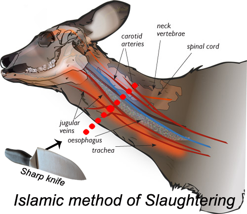 7. ISLAMIC METHOD OF SLAUGHTERING ANIMALS APPEARS RUTHLESS Islamic-method-of-slaughtering